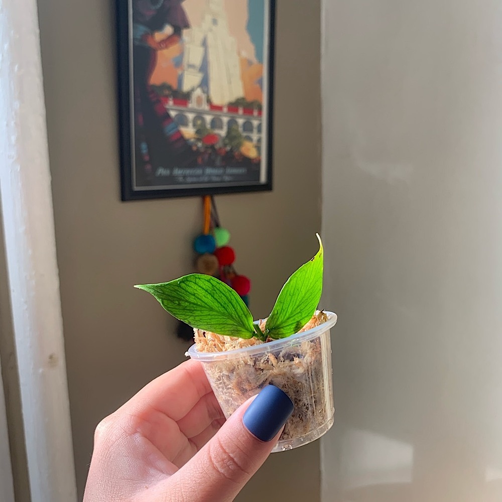 Hoya Polyneura rooting in moss. New growth.